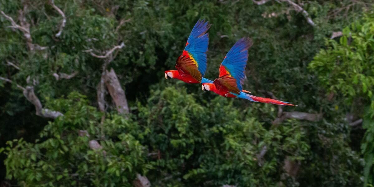 Connect with Nature in Costa Rica and Panama